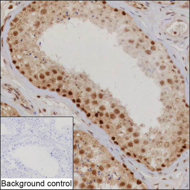 C9orf78 Antibody in Immunohistochemistry (Paraffin) (IHC (P))