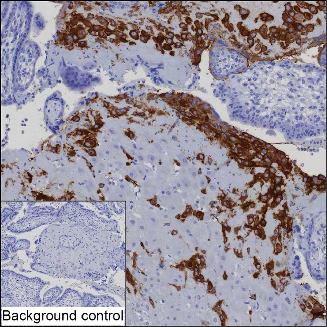HLA-G Antibody in Immunohistochemistry (Paraffin) (IHC (P))