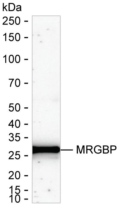 MRG Antibody in Western Blot (WB)