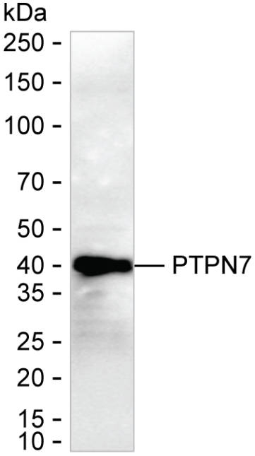 PTPN7 Antibody in Western Blot (WB)