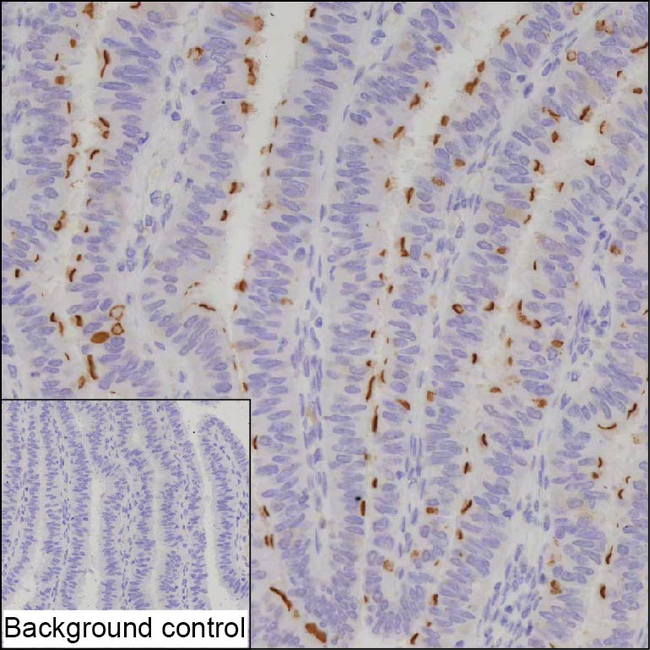 NPHP1 Antibody in Immunohistochemistry (Paraffin) (IHC (P))