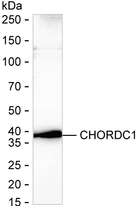 CHORDC1 Antibody in Western Blot (WB)