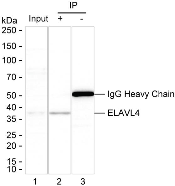 HuD Antibody in Immunoprecipitation (IP)