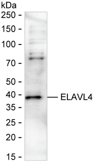 HuD Antibody in Western Blot (WB)