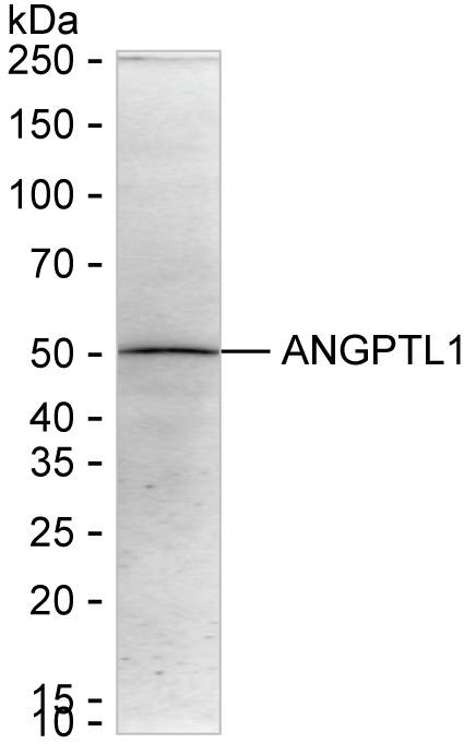 ANGPTL1 Antibody in Western Blot (WB)