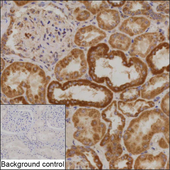 USP20 Antibody in Immunohistochemistry (Paraffin) (IHC (P))