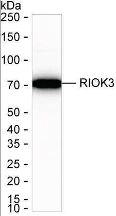 RIOK3 Antibody in Western Blot (WB)