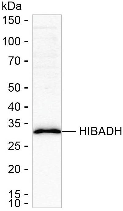 HIBADH Antibody in Western Blot (WB)