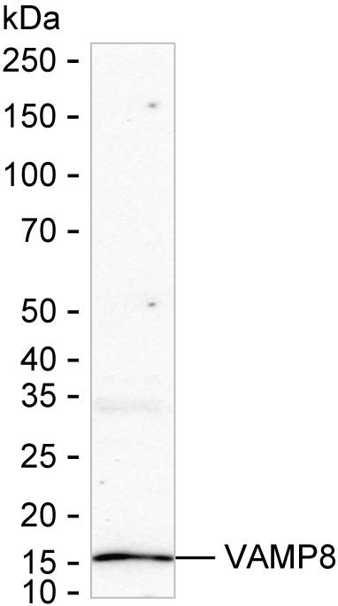 VAMP8 Antibody in Western Blot (WB)
