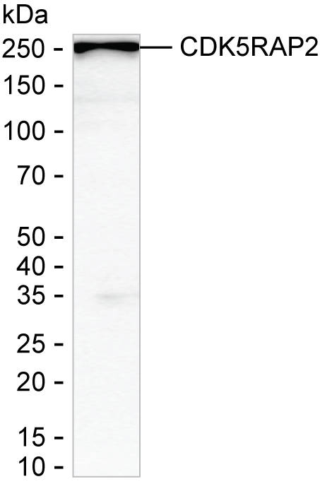 CDK5RAP2 Antibody in Western Blot (WB)