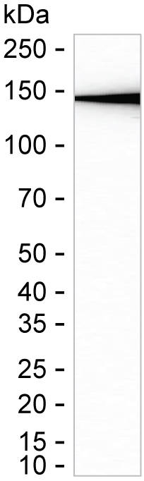 TAOK1 Antibody in Western Blot (WB)