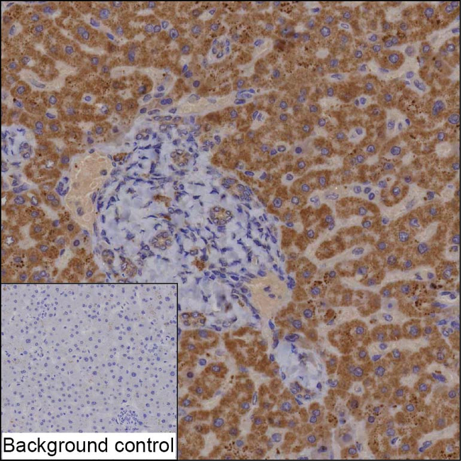 GCSH Antibody in Immunohistochemistry (Paraffin) (IHC (P))
