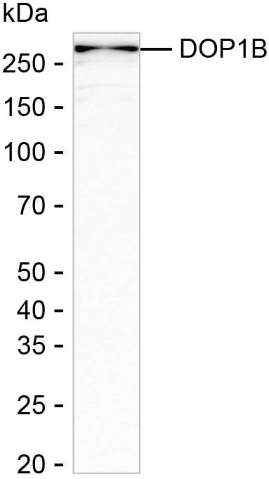 DOPEY2 Antibody in Western Blot (WB)