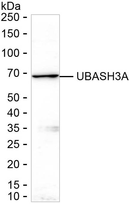 UBASH3A Antibody in Western Blot (WB)