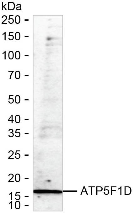ATP5D Antibody in Western Blot (WB)