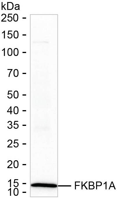 FKBP12 Antibody in Western Blot (WB)