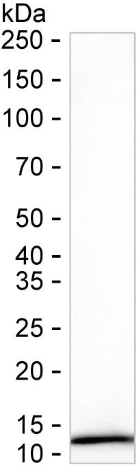 ERH Antibody in Western Blot (WB)
