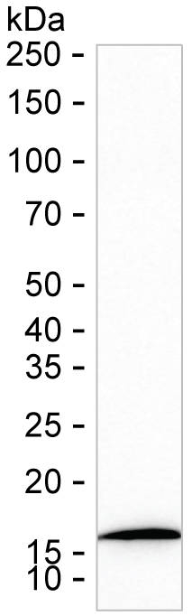 RPL30 Antibody in Western Blot (WB)