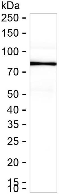 DNAI2 Antibody in Western Blot (WB)