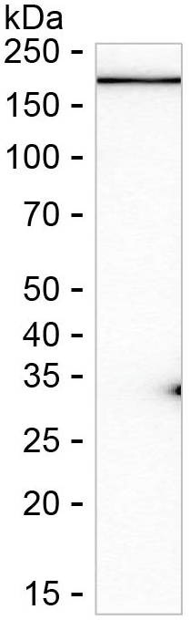 UGGT1 Antibody in Western Blot (WB)