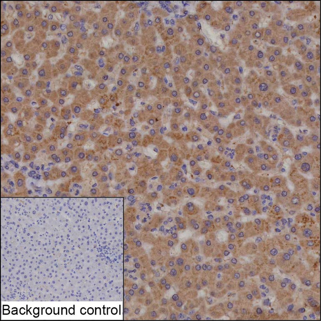 CYP2C19 Antibody in Immunohistochemistry (Paraffin) (IHC (P))