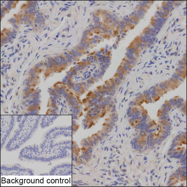 AKAP14 Antibody in Immunohistochemistry (Paraffin) (IHC (P))
