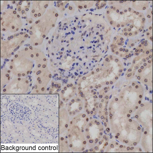 NUP214 Antibody in Immunohistochemistry (Paraffin) (IHC (P))