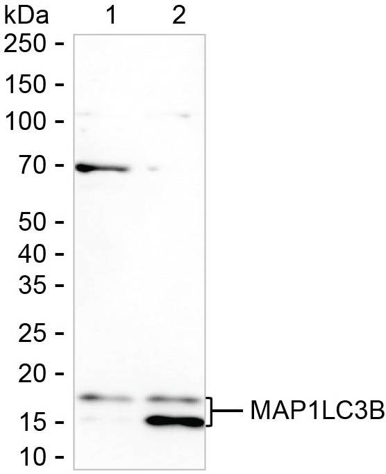 LC3B Antibody in Western Blot (WB)