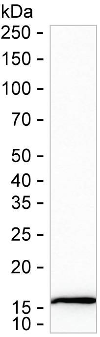 RPL30 Antibody in Western Blot (WB)