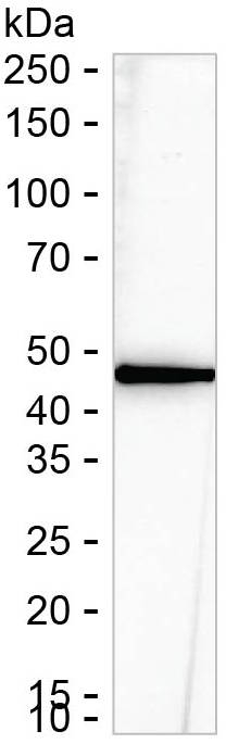 SNIP1 Antibody in Western Blot (WB)
