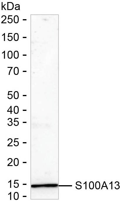 S100A13 Antibody in Western Blot (WB)