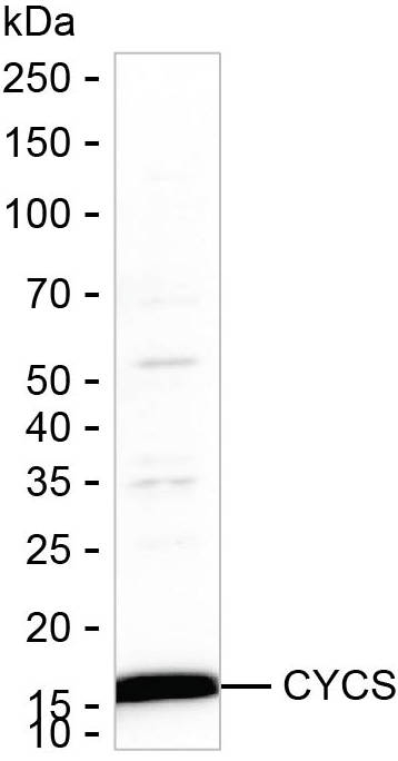 Cytochrome C Antibody in Western Blot (WB)