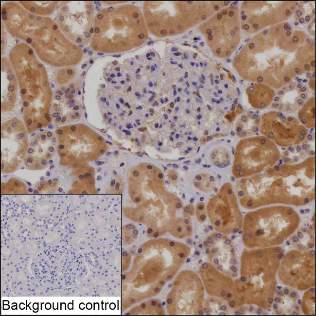 C1orf50 Antibody in Immunohistochemistry (Paraffin) (IHC (P))