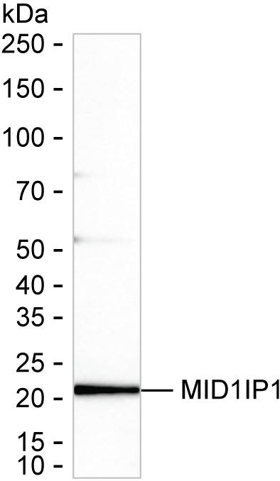 MID1IP1 Antibody in Western Blot (WB)