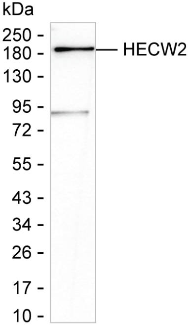 NEDL2 Antibody in Western Blot (WB)