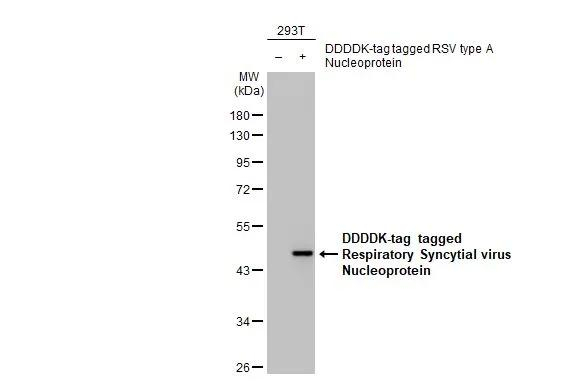 RSV NP Antibody in Western Blot (WB)