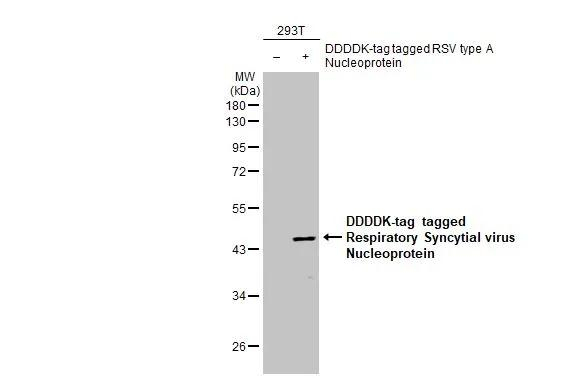 RSV NP Antibody in Western Blot (WB)