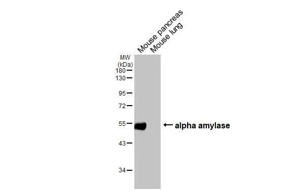 alpha Amylase Antibody in Western Blot (WB)