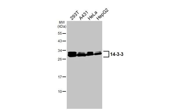 14-3-3 Pan Antibody in Western Blot (WB)