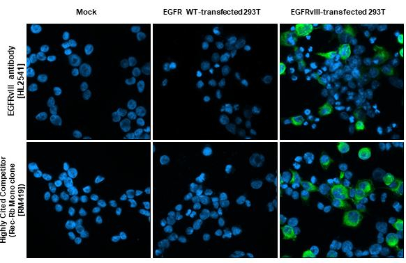 EGFRvIII Antibody in Immunocytochemistry (ICC/IF)