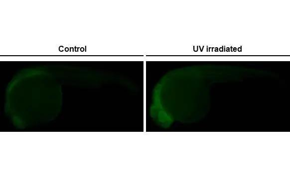 p53 (Tumor Suppressor Protein) Antibody in Immunohistochemistry (PFA fixed) (IHC (PFA))