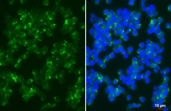 CCR10 Antibody in Immunocytochemistry (ICC/IF)