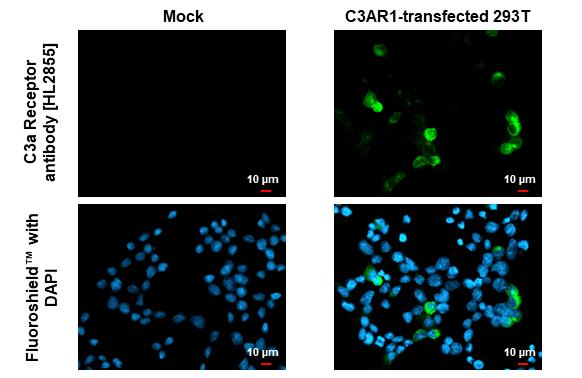 C3a Receptor Antibody in Immunocytochemistry (ICC/IF)