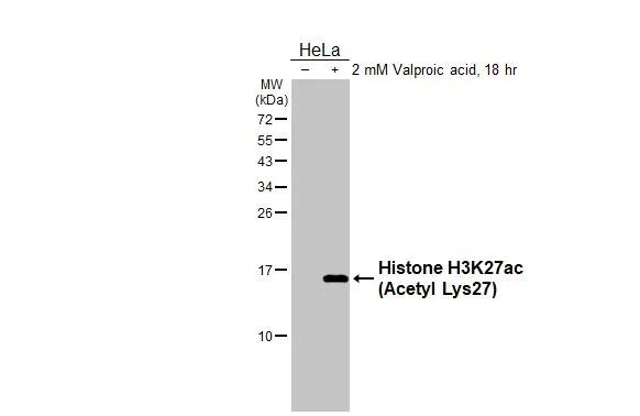 H3K27ac Antibody in Western Blot (WB)