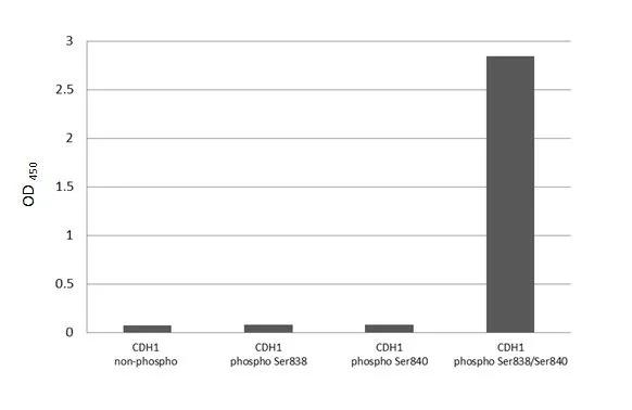 Phospho-E-cadherin (Ser838, Ser840) Antibody in ELISA (ELISA)