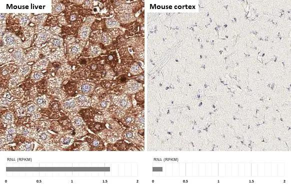 CCR11 Antibody in Immunohistochemistry (Paraffin) (IHC (P))