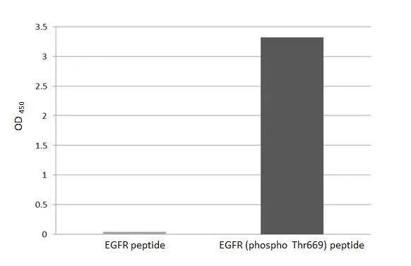 Phospho-EGFR (Thr669) Antibody in ELISA (ELISA)