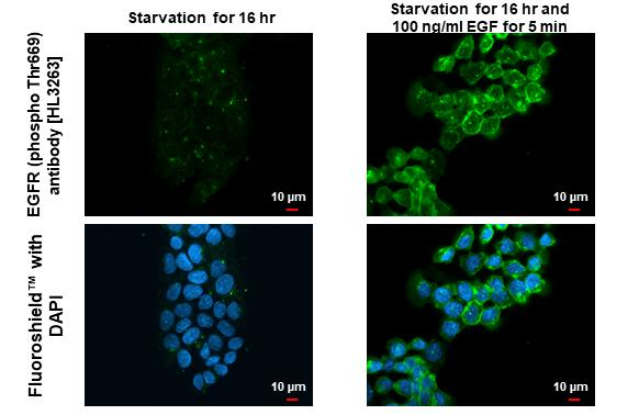 Phospho-EGFR (Thr669) Antibody in Immunocytochemistry (ICC/IF)