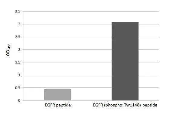 Phospho-EGFR (Tyr1148) Antibody in ELISA (ELISA)