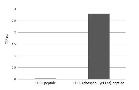 Phospho-EGFR (Tyr1173) Antibody in ELISA (ELISA)